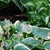 Hosta 'First Frost', habit