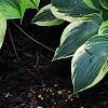 Hosta 'First Frost', habit