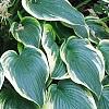 Hosta 'First Frost', habit