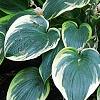 Hosta 'First Frost', habit