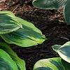 Hosta 'First Frost', habit