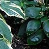 Hosta 'First Frost', habit
