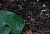 Hosta 'First Frost', habit