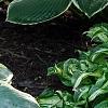 Hosta 'First Frost', habit