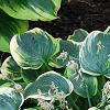 Hosta 'First Frost', habit