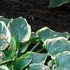 Hosta 'First Frost', habit