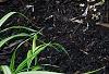 Hosta 'First Frost', habit