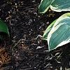 Hosta 'First Frost', habit
