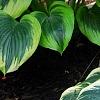 Hosta 'First Frost', habit