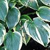 Hosta 'First Frost', habit