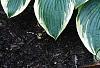 Hosta 'First Frost', habit