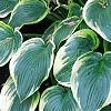 Hosta 'First Frost', habit