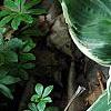 Hosta 'Fair Maiden', habit