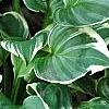 Hosta 'Fair Maiden', habit