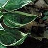 Hosta 'Fair Maiden', habit