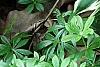 Hosta 'Fair Maiden', habit