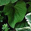 Hosta 'Fair Maiden', habit