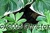 Hosta 'Fair Maiden', habit