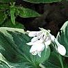 Hosta 'Fair Maiden', habit
