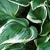 Hosta 'Fair Maiden', habit