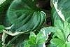 Hosta 'Fair Maiden', habit