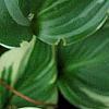 Hosta 'Fair Maiden', leaves