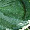 Hosta 'Fair Maiden', leaves
