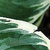 Hosta 'Fair Maiden', leaves