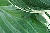 Hosta 'Fair Maiden', leaves