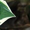 Hosta 'Fair Maiden', leaves