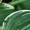 Hosta 'Fair Maiden', leaves