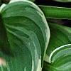 Hosta 'Fair Maiden', leaves