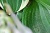 Hosta 'Fair Maiden', leaves