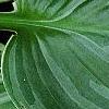 Hosta 'Fair Maiden', leaves
