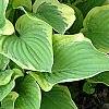 Hosta 'Formal Attire', habit