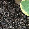 Hosta 'Formal Attire', habit