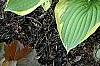 Hosta 'Formal Attire', habit