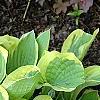 Hosta 'Formal Attire', habit