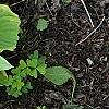 Hosta 'Formal Attire', habit
