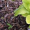 Hosta 'Fortunei Aurea', habit