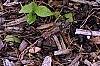 Hosta 'Fortunei Aurea', habit