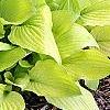 Hosta 'Fortunei Aurea', habit