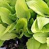 Hosta 'Fortunei Aurea', habit