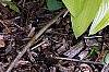 Hosta 'Fortunei Aurea', habit