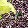 Hosta 'Fortunei Aurea', habit
