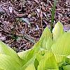 Hosta 'Fortunei Aurea', habit