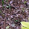Hosta 'Fortunei Aurea', habit