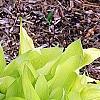 Hosta 'Fortunei Aurea', habit