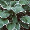 Hosta 'Francee', habit