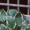 Hosta 'Francee', habit